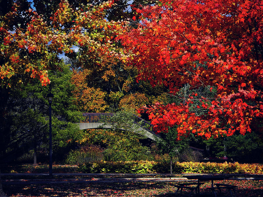 Autumn Flow 19 Photograph by Cyryn Fyrcyd