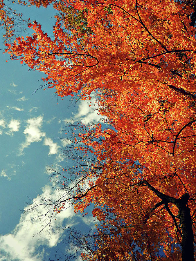 Autumn Flow 32 Photograph by Cyryn Fyrcyd