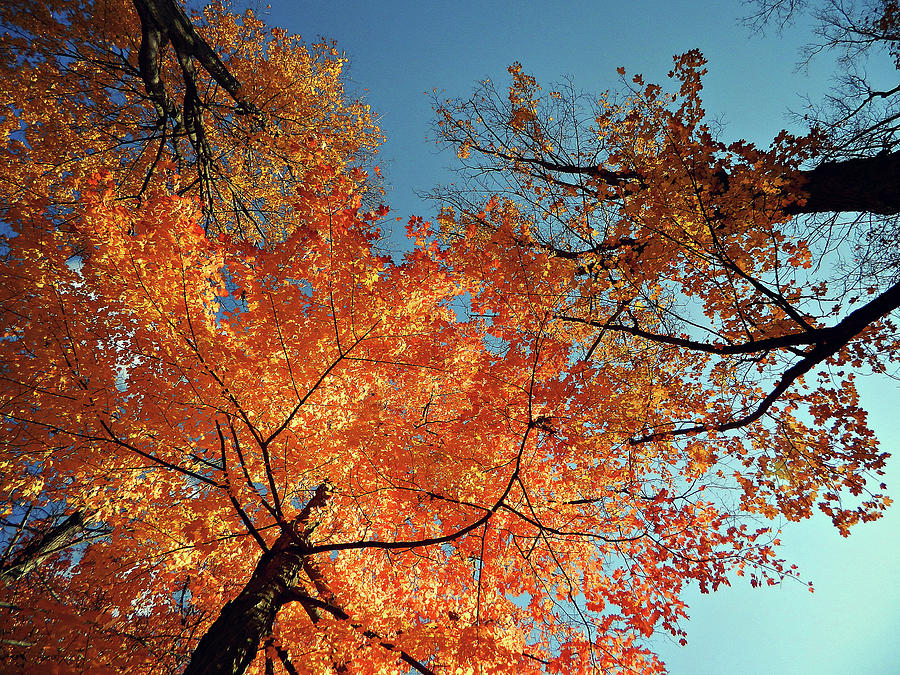 Autumn Flow 34 Photograph by Cyryn Fyrcyd