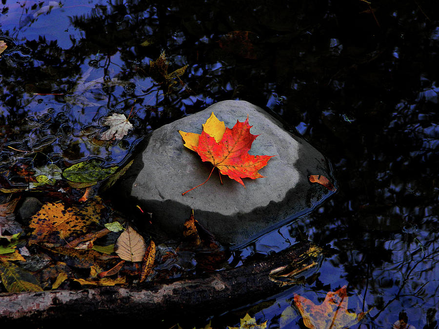 Autumn Flow 36 Photograph by Cyryn Fyrcyd