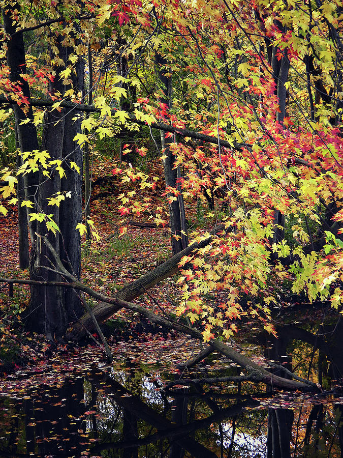Autumn Flow 45 Photograph by Cyryn Fyrcyd