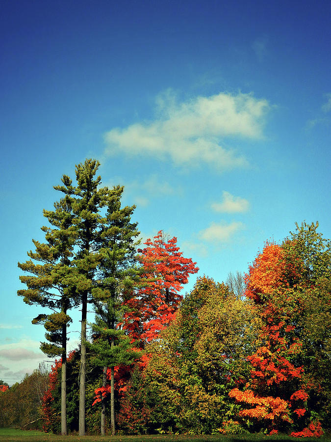 Autumn Flow 5 Photograph by Cyryn Fyrcyd
