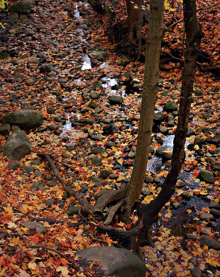 Autumn Flow 50 Photograph by Cyryn Fyrcyd