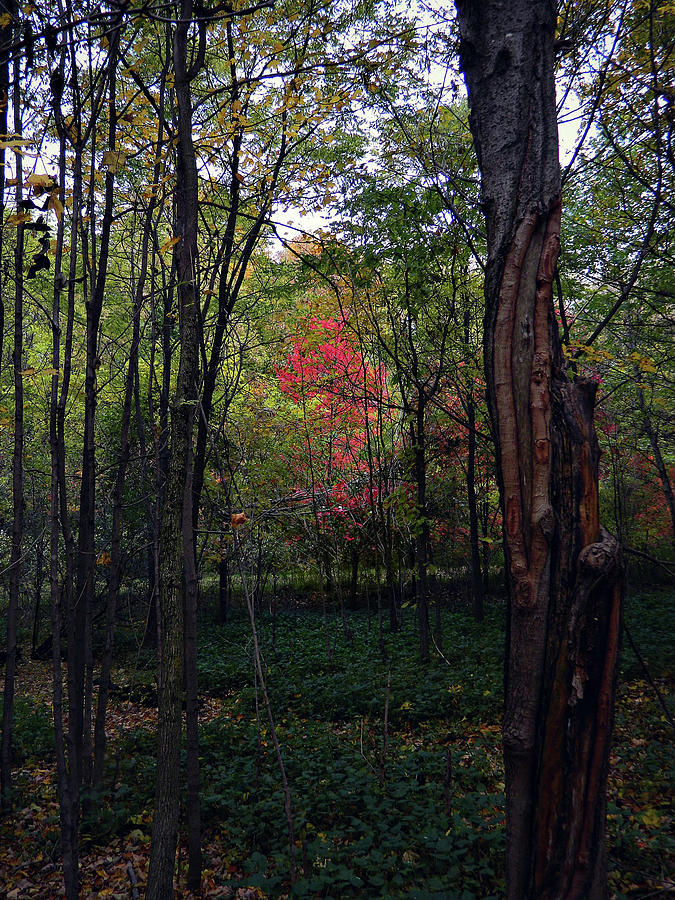 Autumn Flow 52 Photograph by Cyryn Fyrcyd