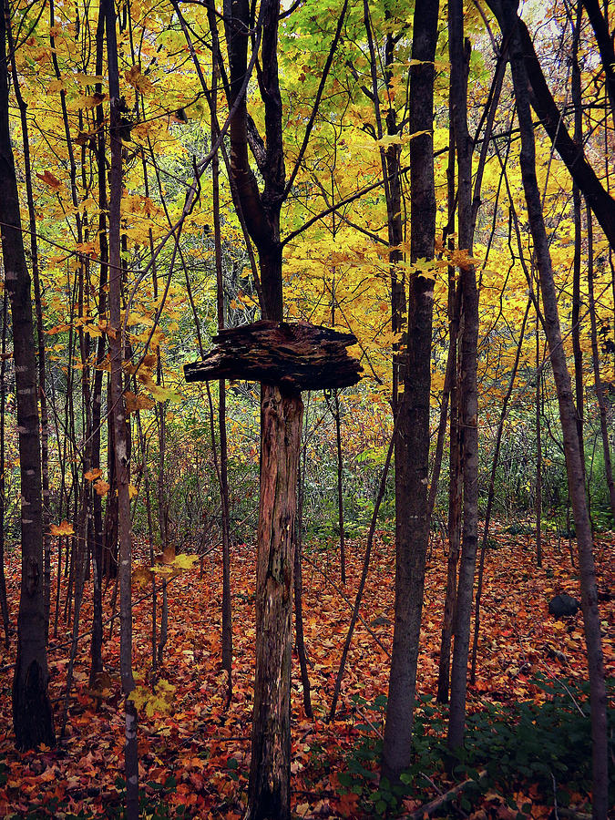 Autumn Flow 54 Photograph by Cyryn Fyrcyd