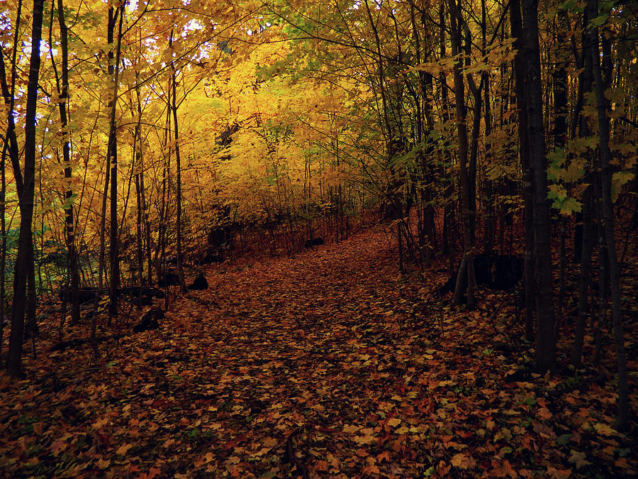 Autumn Flow 55 Photograph by Cyryn Fyrcyd