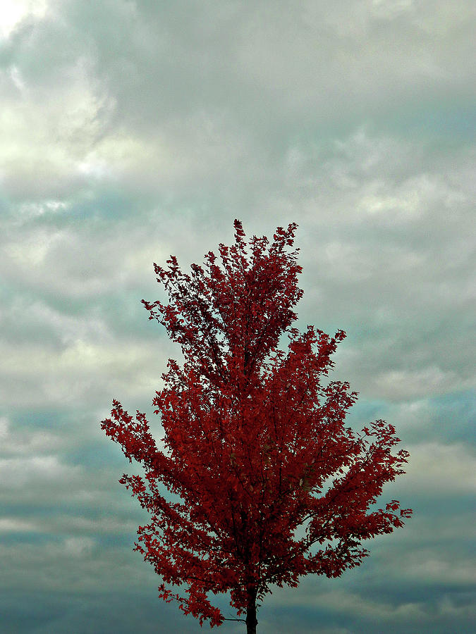 Autumn Flow 9 Photograph by Cyryn Fyrcyd