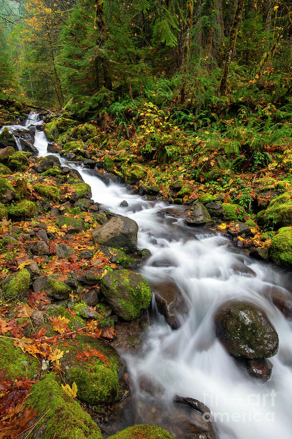 Autumn Flow Photograph by Michael Dawson