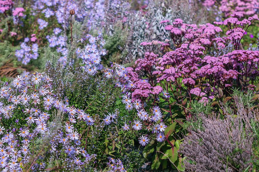 Autumn Flowerbed with Aster Dumosus and Sedum Photograph by Jenny Rainbow
