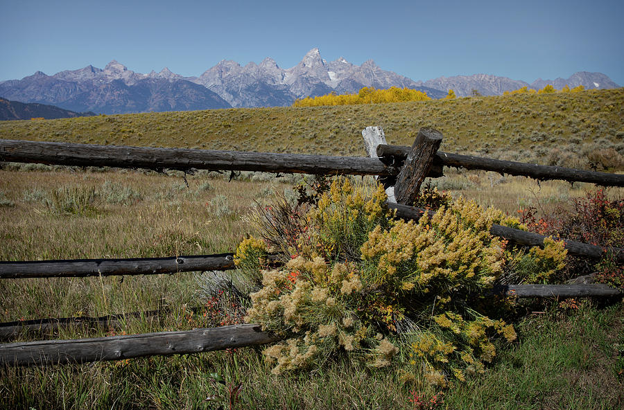 Autumn Flowers In Grand Teton Park Photograph by Dan Sproul