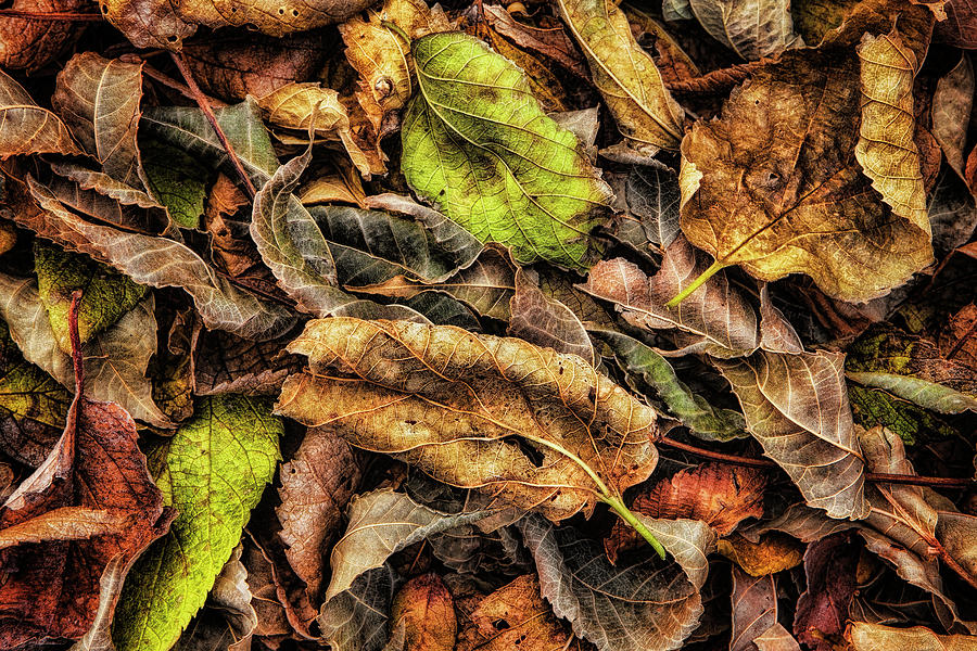 Autumn Fluff Photograph by Steve Sullivan