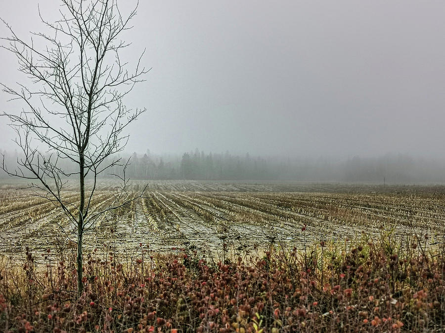 Autumn Fog Photograph