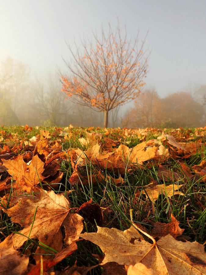 Autumn Fog Photograph by Dark Whimsy