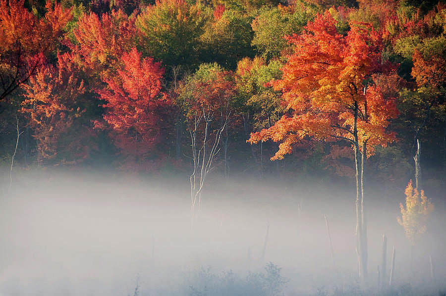 Autumn Fog Photograph by Sandra Silva