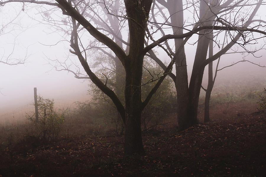 Autumn Fog Trexler Nature Preserve Photograph by Jason Fink