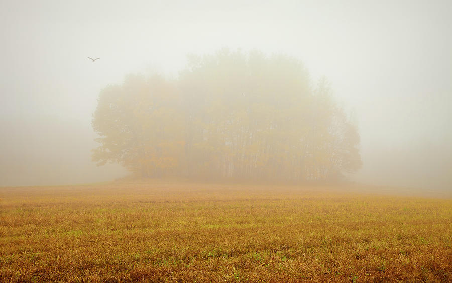 Autumn Fog with Bird 0912 Photograph by Greg Hartford