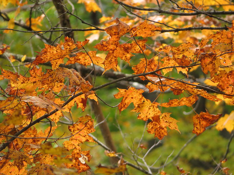Autumn Foliage - #16486 Photograph by StormBringer Photography