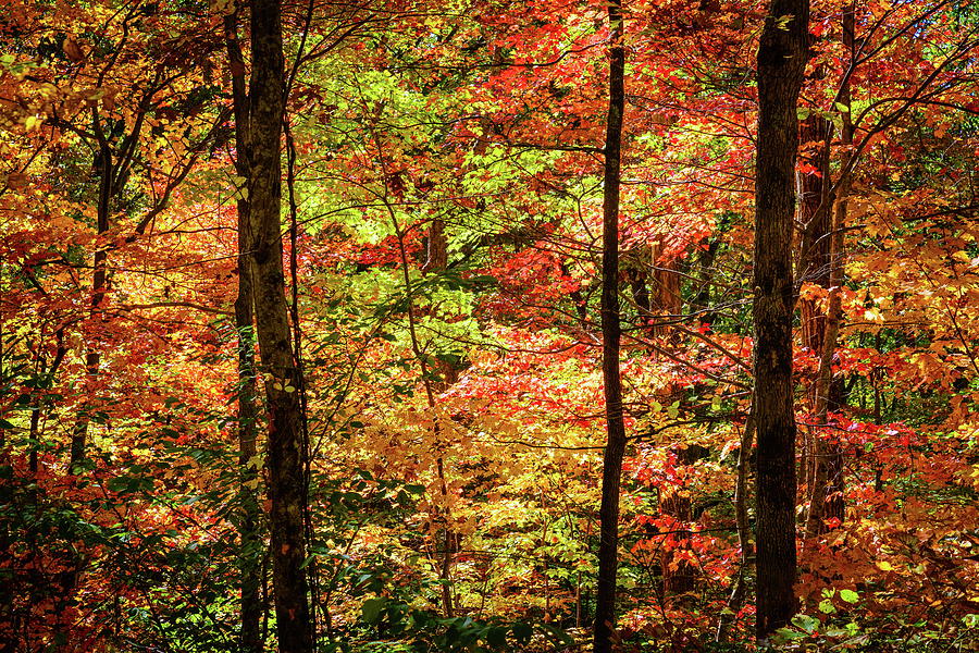 Autumn foliage in Appalachia Photograph by Alexey Stiop