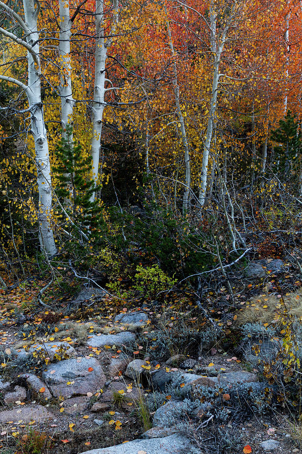 Autumn Foliage in the Sierras Photograph by Mark Miller