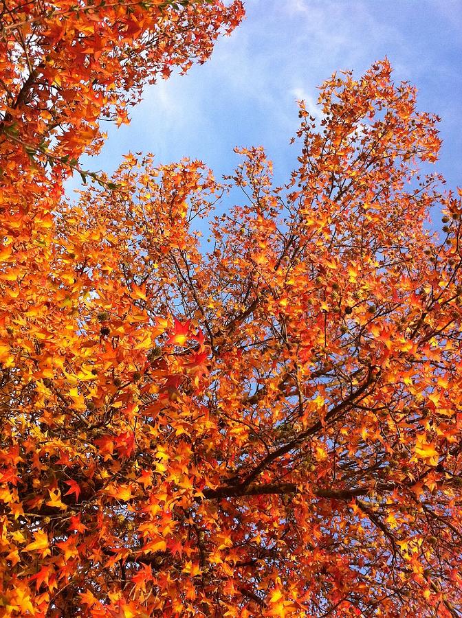 Autumn Foliage Photograph by Isabelle Chassériaud / EyeEm Autumn Foliage Photograph by Isabelle Chassériaud / EyeEm