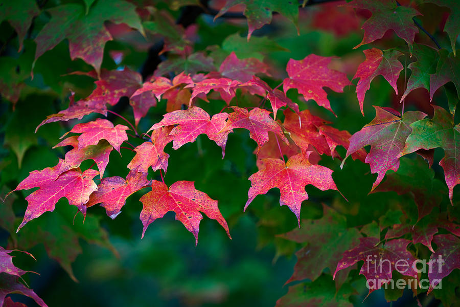 Autumn Foliage Photograph