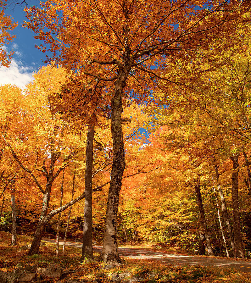 Autumn Foliage On Mount Washington Auto Road Photograph by Dan Sproul