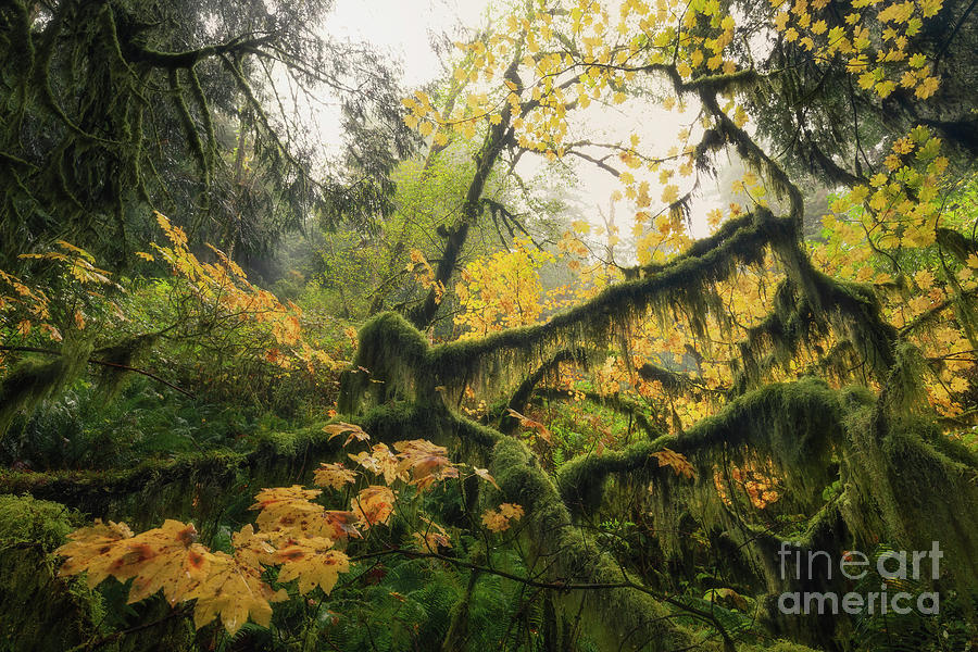 -- Autumn Foliage on the Oregon coast --  No.1 Photograph by Masako Metz