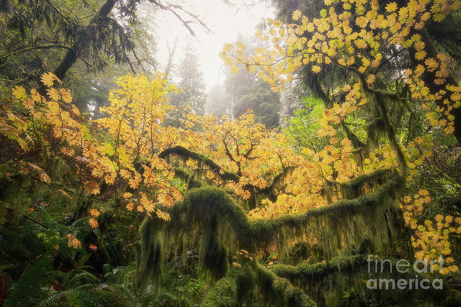 -- Autumn Foliage on the Oregon coast --  No.2 Photograph by Masako Metz