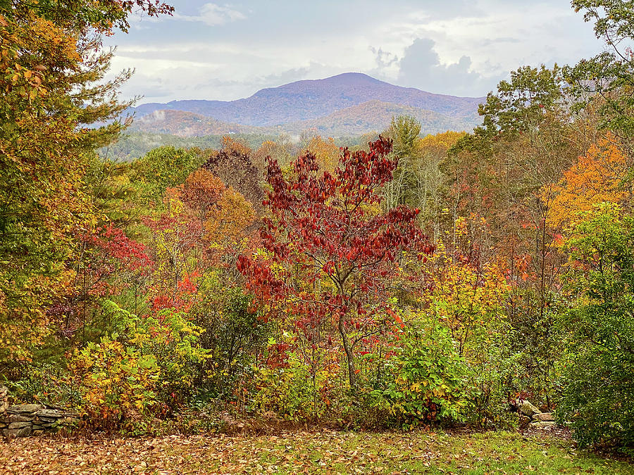 Autumn Foliage Photograph by Patricia Schaefer