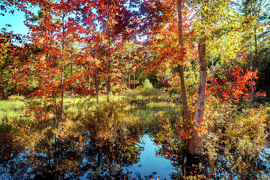 Autumn foliage scene c Photograph by Lilia S