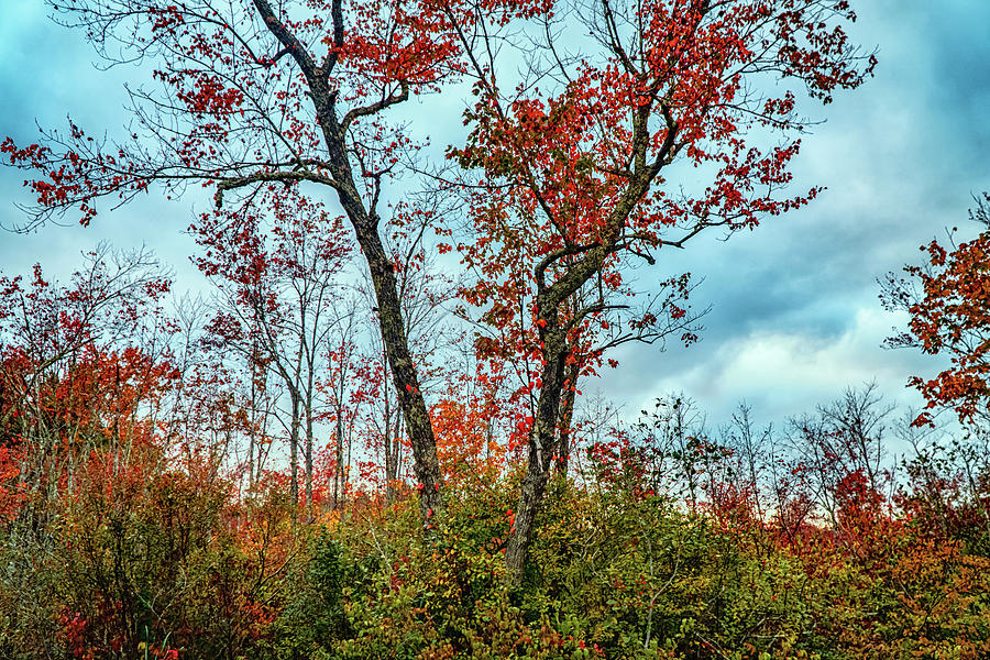 Autumn Foliage tree landscape Photograph by Lilia S