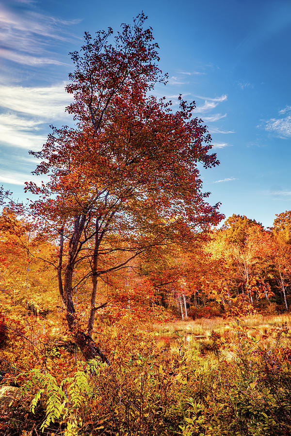 Autumn foliage tree Photograph by Lilia S
