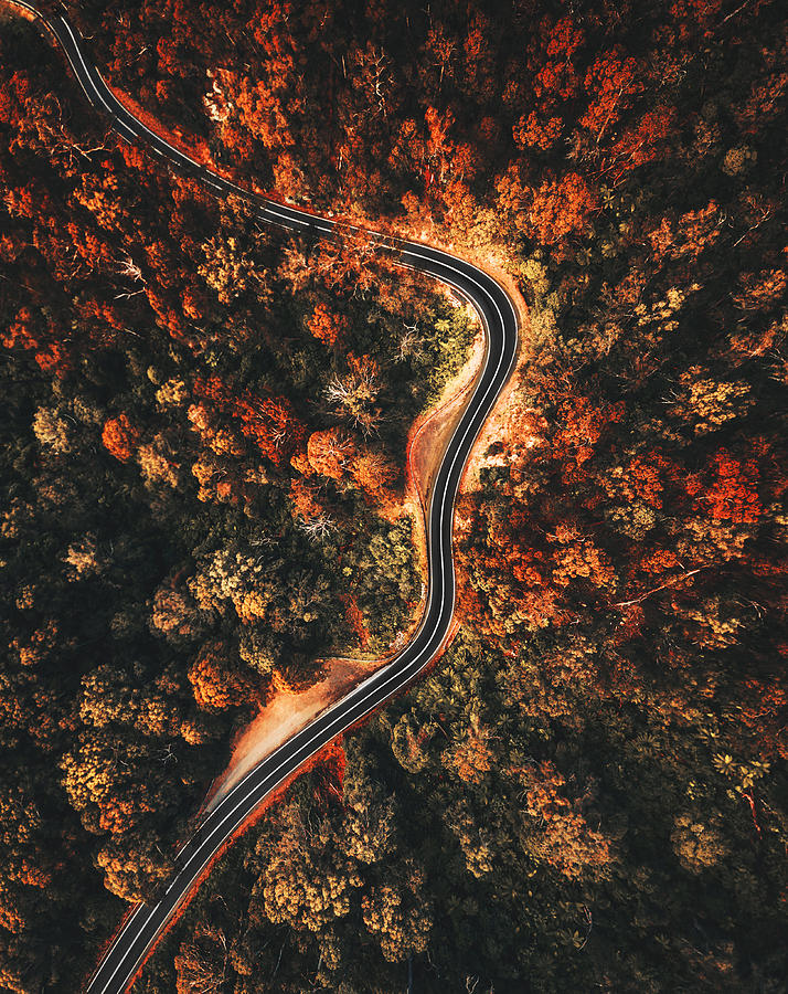 Autumn Forest Aerial View In Australia Photograph by Franckreporter