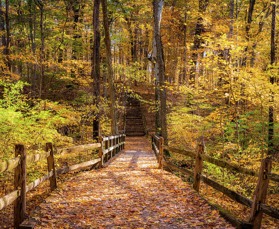 Autumn Forest Photograph By Arthur Oleary