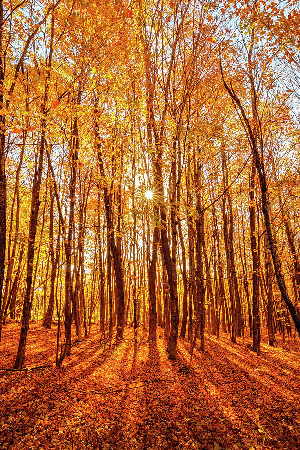 Autumn Forest 34a4253 Photograph by Greg Hartford