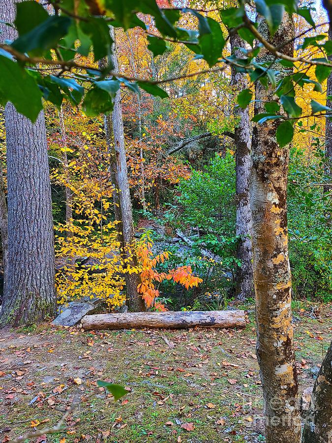 Autumn Forest Clearing Photograph by Rachel Hannah - Pixels