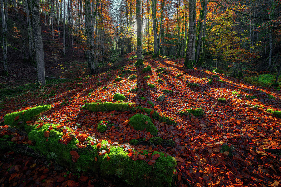 Autumn forest Photograph by Cosmin Stan