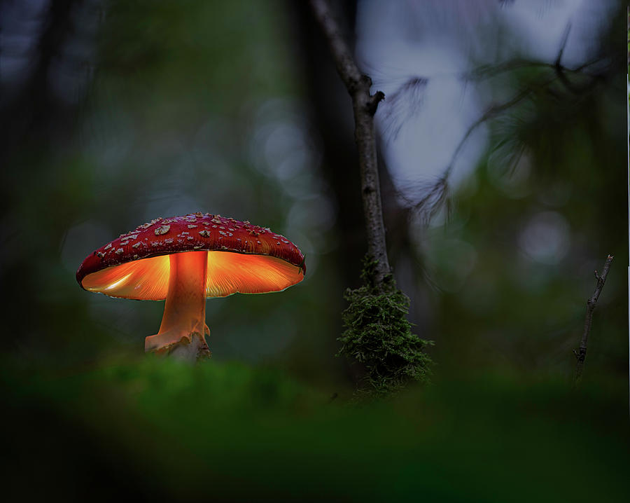 Autumn forest fantasy world glowing mushroom Photograph by Dirk Ercken
