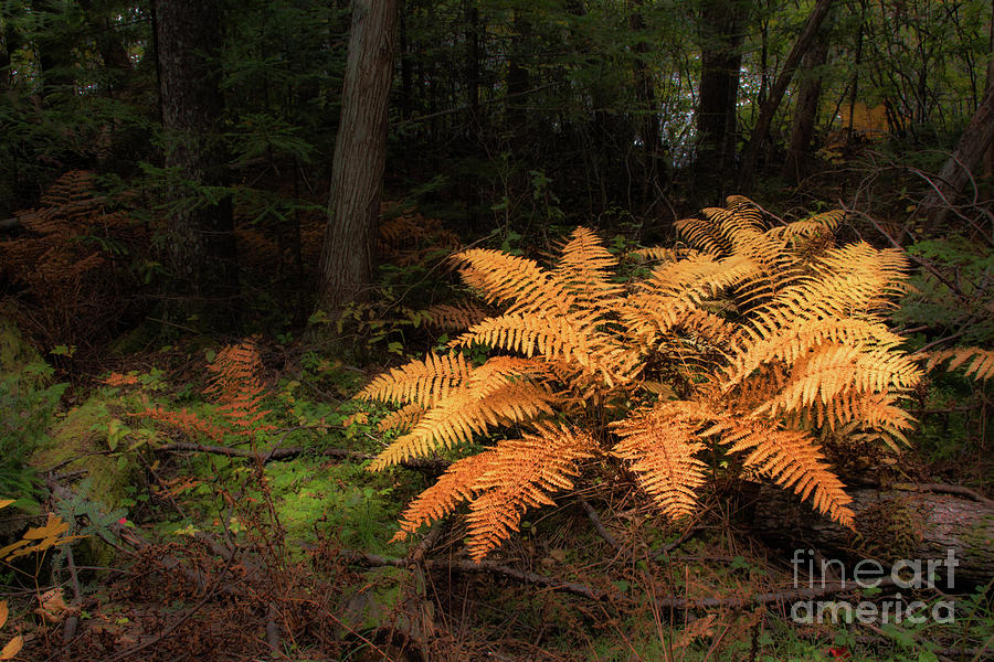 Autumn Forest Fern Photograph by Barbara McMahon