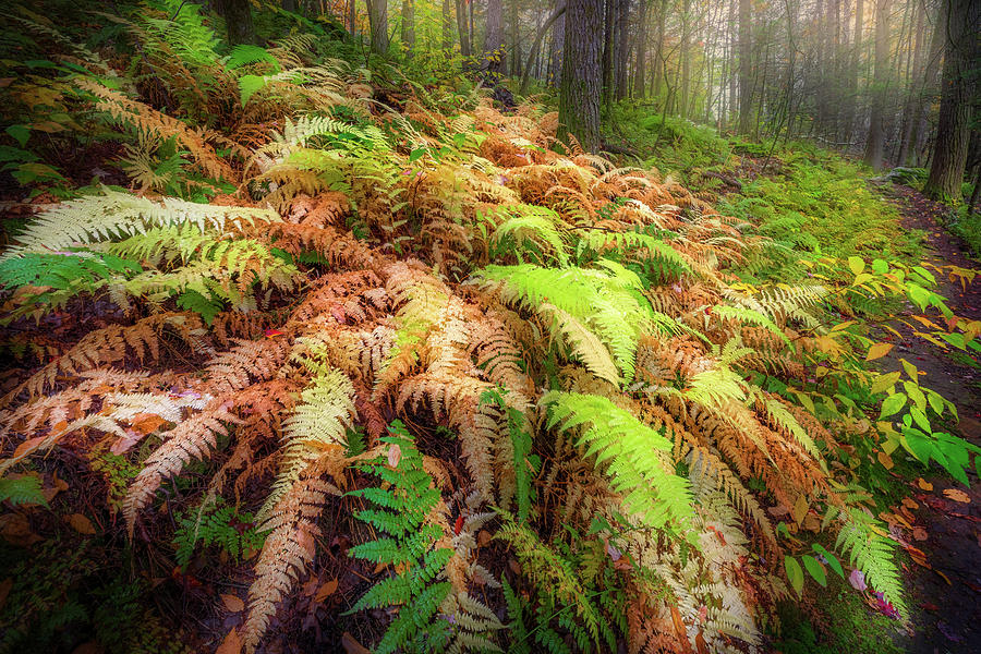 Autumn Forest Fern Photograph by Bill Wakeley