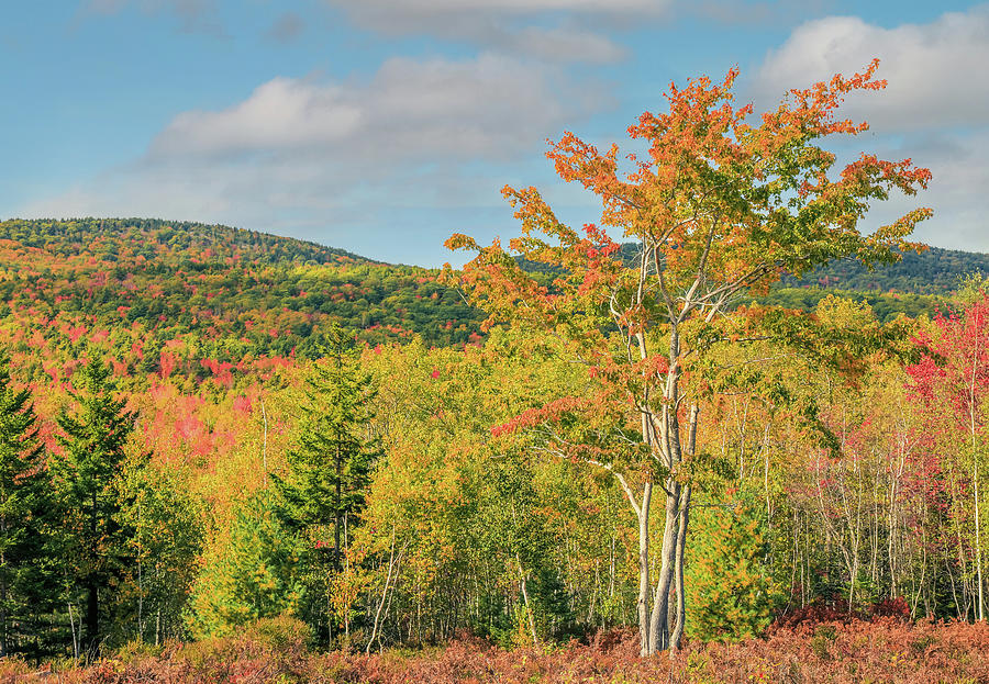 Autumn Forest In Acadia Photograph by Dan Sproul