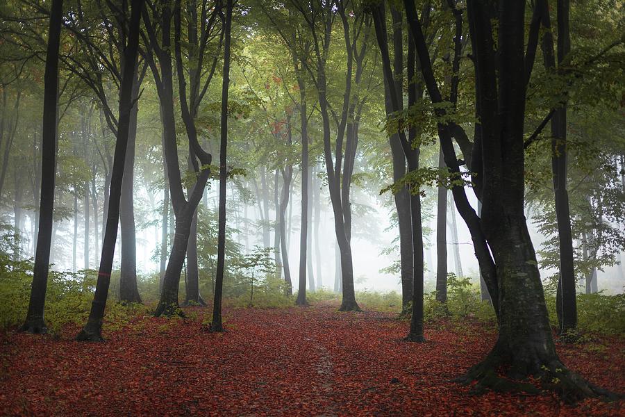 Autumn forest in the fog Photograph by Toma Bonciu