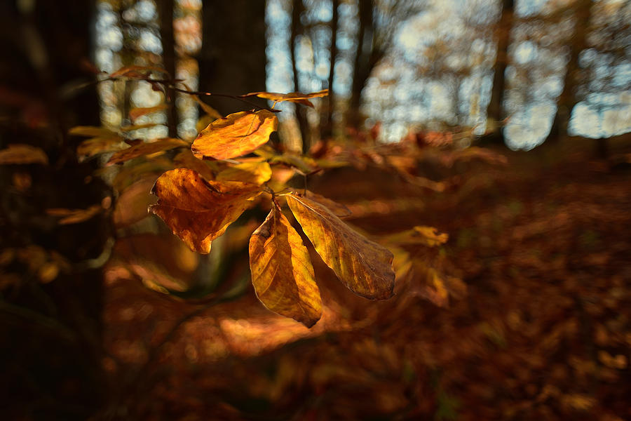 Autumn forest in the leaf Photograph by Edoardogobattoni.net