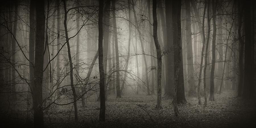 Nature Photograph - Autumn forest by Jaromir Hron