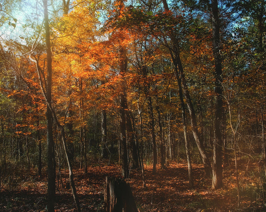 Autumn Forest Photograph by Laura Vilandre