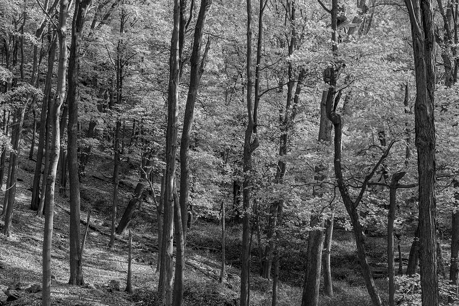 Autumn Forest Masking B/W Photograph by Angelo Marcialis