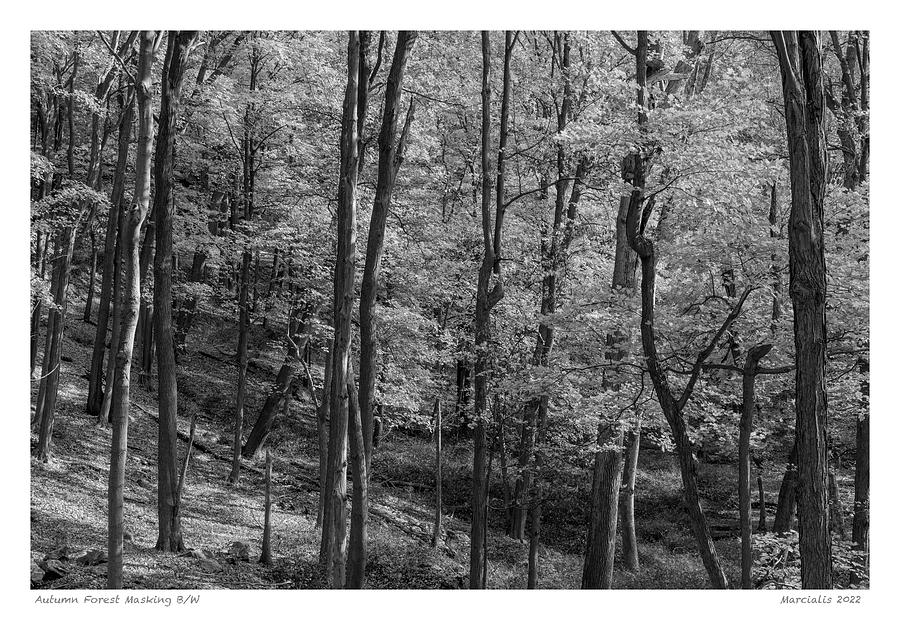 Autumn Forest Masking B/W The Signature Series Photograph by Angelo Marcialis