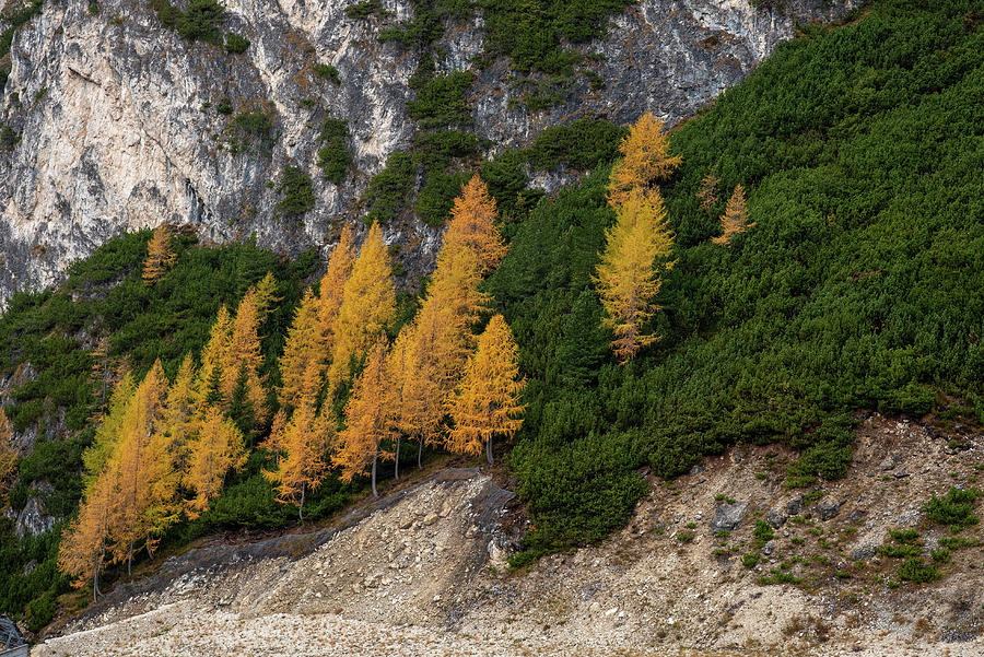 Autumn forest mountain landscape dolomiti mountains Italy Photograph by Michalakis Ppalis