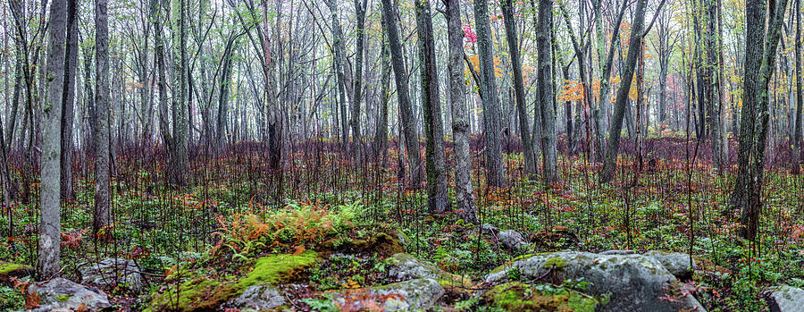 Autumn Forest Panoramic Photo Photograph