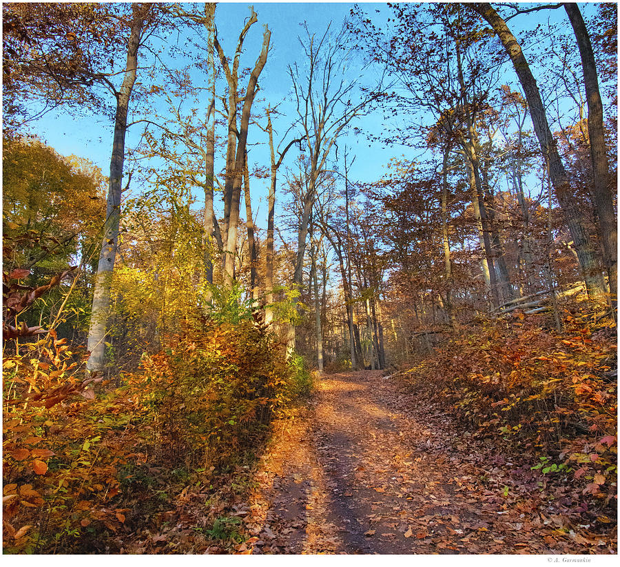 Autumn Forest Path, Pennsylvania Photograph By A Macarthur Gurmankin 